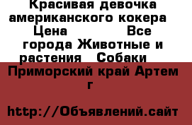 Красивая девочка американского кокера › Цена ­ 35 000 - Все города Животные и растения » Собаки   . Приморский край,Артем г.